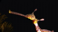   closeup iconic Australian Weedy Seadragon. Its vibrant colors treasure everyone loves underwater world. close-up close Seadragon world  